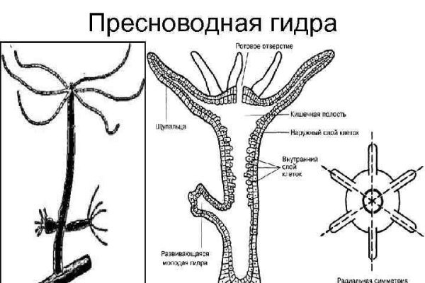 Как восстановить пароль кракен