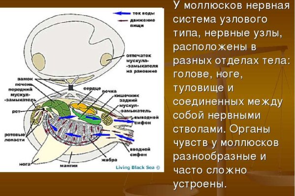 Покупки на кракене даркнет