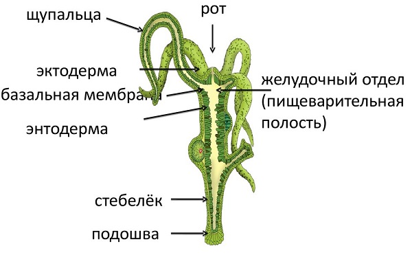 Аккаунты кракен